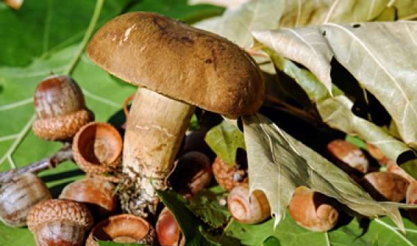  Cueillir et déguster des champignons à Rupt-sur-Saône 